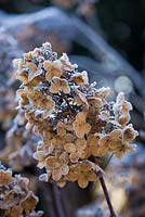 Hydrangea paniculata 'Brussels Lace'