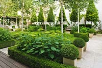 Formal garden with clipped Box and Bay, Hydrangea 'Annabelle' and Betula jacquemontii - The Glass House - Architects Terry Farrell Partners - Garden design by Sallis Chandler