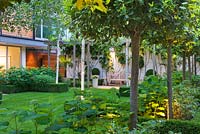Modern garden at night with Betula jacquemontii and Hydrangea 'Annabelle' - The Glass House - Architects Terry Farrell Partners - Garden design by Sallis Chandler