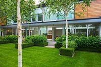 The house with lawn, clipped Box, Betula jacquemontii and  Hydrangea 'Annabelle' - The Glass House, Petersham - Architects Terry Farrell Partners - Garden design by Sallis Chandler