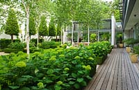 View to glass pavilion, decking, Betula jacquemontii and Hydrangea 'Annabelle' - The Glass House, Petersham - Architects Terry Farrell Partners - Garden design by Sallis Chandler