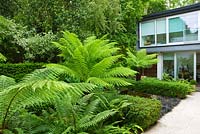 Modern garden with Dicksonia antarctica, black pebble pool and fountain - The Glass House, Petersham - Architects Terry Farrell Partners - Garden design by Sallis Chandler