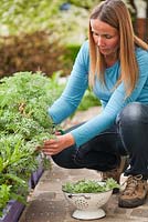 Woman picking wormwood to make organic pesticide 