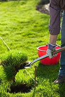 Creating a new perennials border under apple trees. Man digging along border markings. Removing turf.