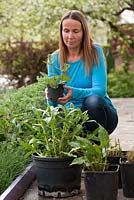 Creating a new perennials border under apple trees. Woman with pots of perennials and grasses ready for planting in newly prepared bed. Persicaria amplexicaulis 'Firetail', Salvia pratensis, Panicum virgatum 'Northwind', Centranthus ruber.