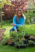 Creating a new perennials border under apple trees. Woman with pots of perennials and grasses ready for planting in newly prepared bed. Persicaria amplexicaulis 'Firetail', Salvia pratensis, Panicum virgatum 'Northwind', Centranthus ruber, Knautia arvensis, Pennisetum alopecuroides.