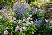 Rosa 'Cottage Rose', Campanula lactiflora 'Prichard's variety', Aconitum 'Spark's Variety', Rosa 'Shropshire Lass', Eryngium giganteum