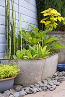 Bog garden in old tin bath. Finished shot. Plants used are Primula bulleyana, Anemopsis californica, Corkscrew Rush, Houttuynia 'Pied Piper', Equisetum Japonicum and Gunnera manicata. 