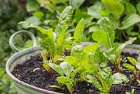 Growth development of Swiss Chard 'Five Colour Silverbeet'