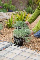 Planting Artemisia 'Powis Castle'. Positioning plants