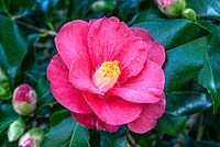Camellia x williamsii 'Julie Felix'