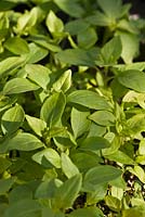 Ocimum citriodorum - Basil 'Sweet Green' seedlings in spring 