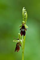 Ophrys insectifera - Fly Orchid
