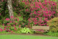Spring garden with bench, Rhododendron spp. and hosta 