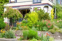 Craftsman home in urban neighborhood with raised stone walls and mixed perennial border. Rosa 'Veilchenblau' - Veilchenblau Rose syn. Blue Rambler, Buddleia davidii 'Evil Ways' - Butterfly Bush.