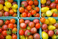 Solanum lycopersicum - Tomato. Pint containers of fresh cherry and miniature pear tomatoes at the farmer's market. 