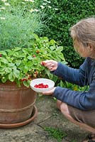 Woman picking alpine strawberries from  large terracotta container on patio