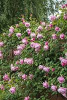 Rosa 'Spirit of Freedom' trained on a wall.