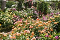 Rosa 'Charles Darwin', Christopher Marlow', 'Wisley 2008',Lady of Shalott' and 'Grace'. The Long Garden, David Austin Roses, Albrighton, Staffordshire.