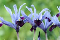 Iris histrioides 'Halkis' Reticulata,  February