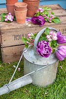 Tulips and apple blossom in watering can - Tulipa 'Blue Diamond'