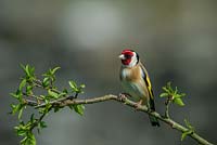 Carduelis carduelis - Goldfinch