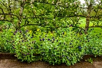 Cerinthe major ' Purpurascens', Smyrnium perfoliata and   Malus - Apple tree - Ivycroft garden and nursery