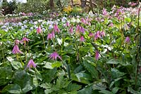 Erythronium revolutum hybrids at Spinners Garden