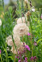 Seedhead of Tragopogon porrifolius and Silene dioica - Goatsbeard and Red Campion