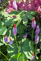 Primula vialii