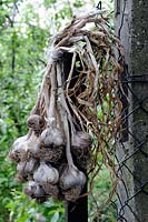 Organically grown garlic - Allium sativum, cultivar - Thermidrome hanging from fence post drying