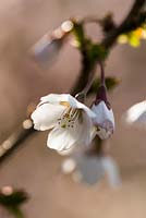 Prunus incisa 'Kojo-no-mai' - Fuji cherry