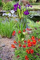 Pond area with Iris ensata 'Garnet Royalty', Alstroemeria 'Red Beauty', Iris ensata 'Pin Stripe'