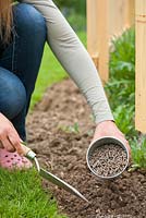 Woman planting pumpkin seedling in vegetable garden. Adding organic fertilizer.