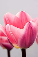 Tulipa 'Light and dreamy' 