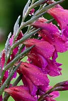 Gladiolus byzantinus - Cornflag 