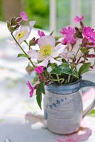 Clematis 'Continuity' with Red Campion - Silene dioica