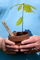 Man holding a clay pot labelled Acorns with an oak sapling growing