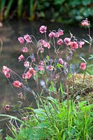 Geum rivale - water avens