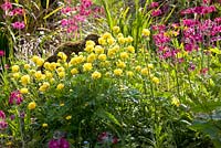 Trollius europaeus Globe flower with Primulas