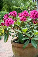 Rhododendron 'Marie Fortie' in container