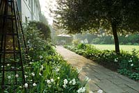 Spring border of Tulipa and Narcissus 'Thalia', Epimedium and flowering cherry tree in dawn light - Heydonbury, Hertfordshire