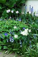 Spring planting combination with narcissus thalia hardy geranium blue and English bluebell. Hertfordshire, Heydonbury 
