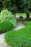 Lavandula hedge lined path with metal fence. Hertfordshire, Heydonbury 