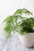 Asparagus plumosus - Asparagus fern in white container