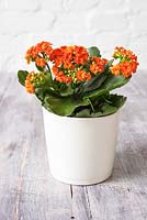 Orange Kalanchoe in white container