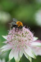Bombus Hypnorum - Tree Bumble bee on Astrantia flower