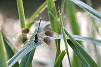 Calopteryx splendens - Banded Demoiselle covered in dew