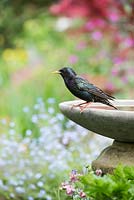 Sturnus vulgaris - Starling on a birdbath