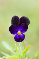 Viola cornuta 'Bowles Black' - Tufted Pansy 